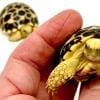 star tortoise for sale