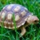 sulcata tortoise