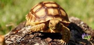 Sulcata tortoise care