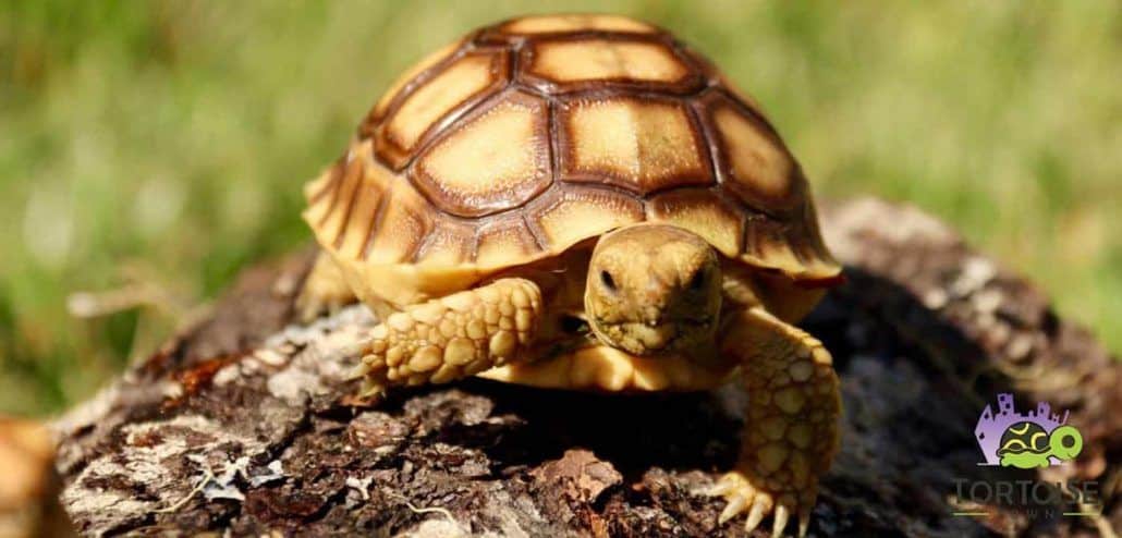 Sulcata tortoise care