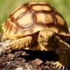 Sulcata tortoise for sale cheap