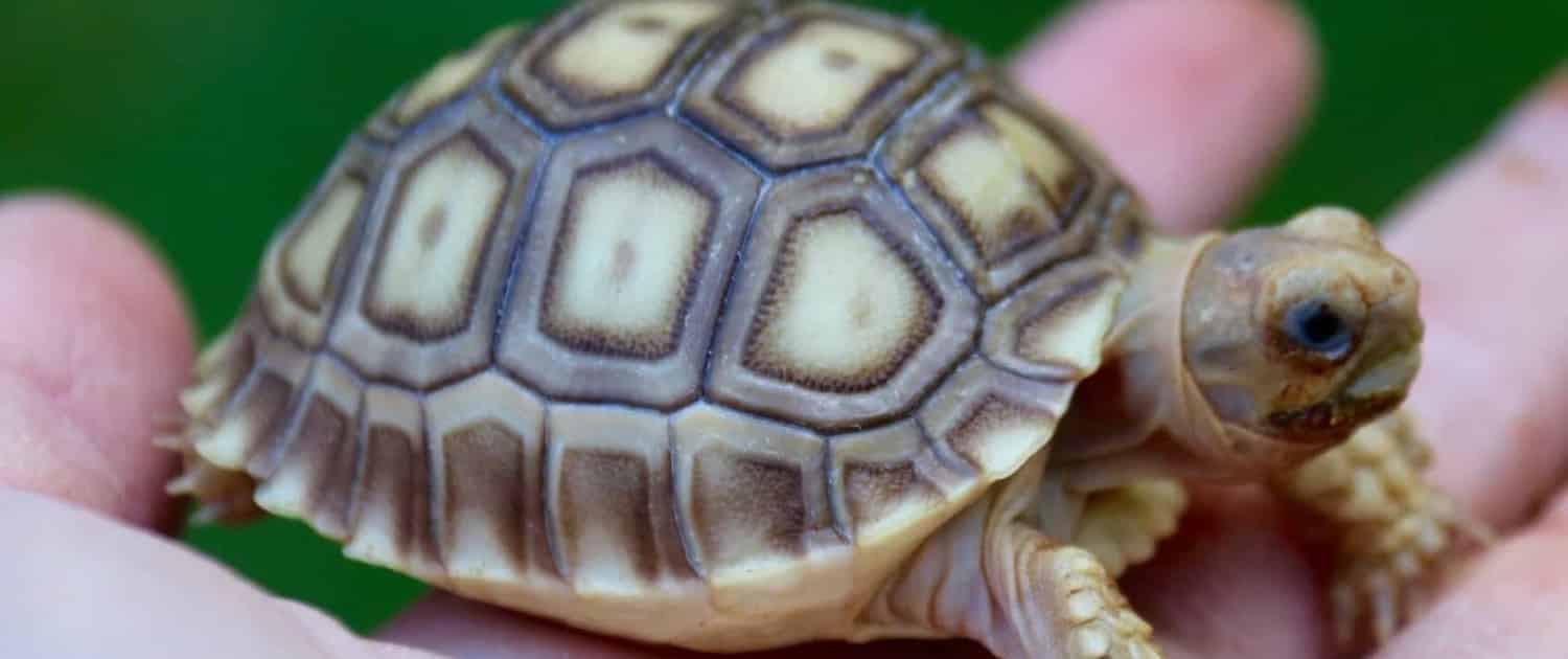 Baby Sulcata Tortoise