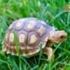 spur thighed tortoise for sale