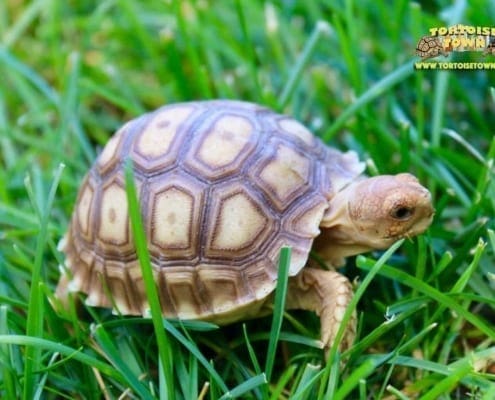 spur thighed tortoise for sale