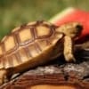 sulcata tortoises for sale