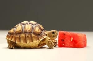 Sulcata tortoise for sale online | baby Spurred tortoises ...