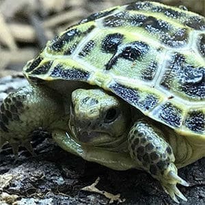 Tortoise for sale online. Over 25 species of baby tortoises for sale online from Tortoise Town!