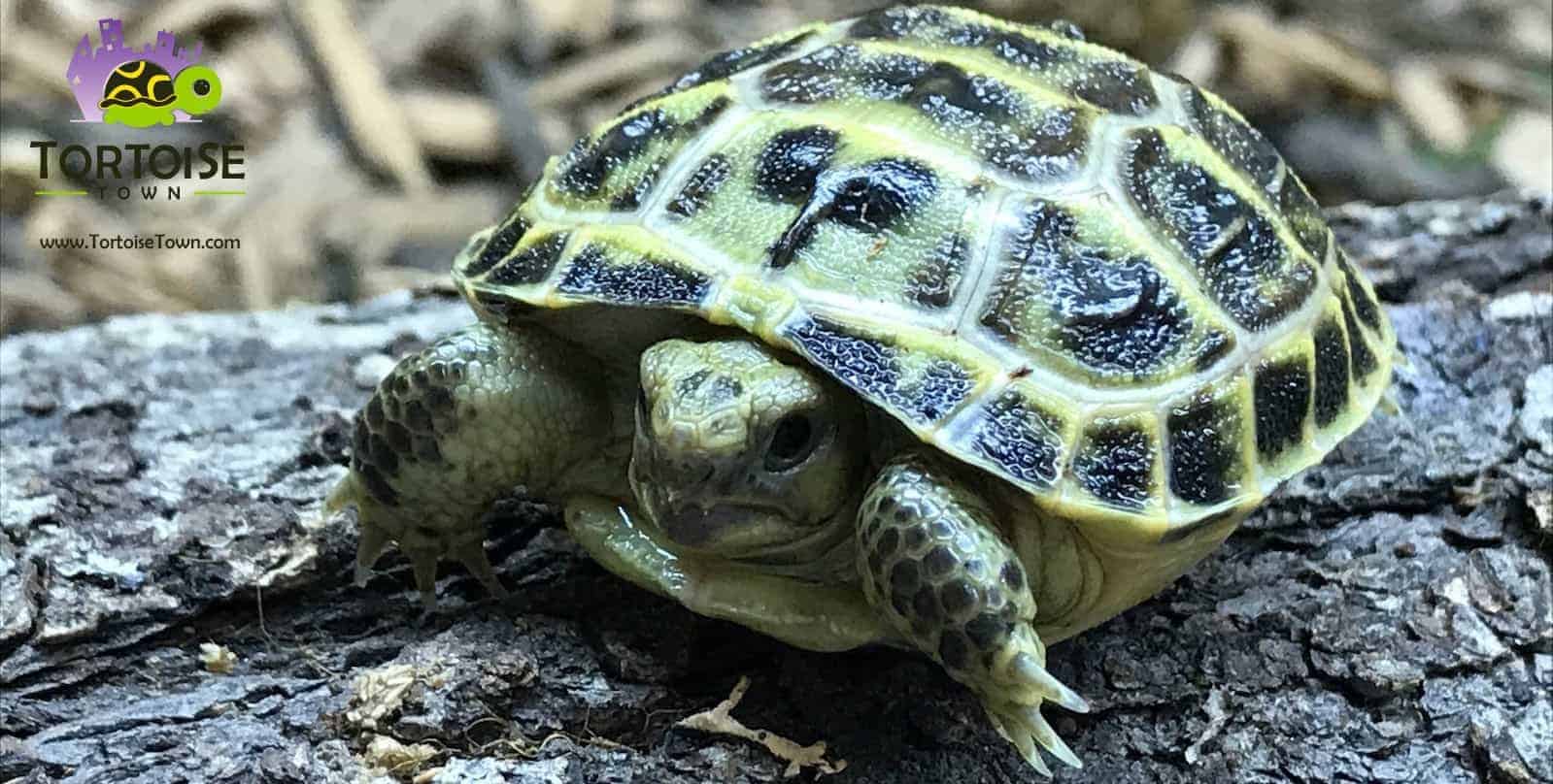 Tortoise for sale online Buy baby tortoises for sale online tortoise breeders