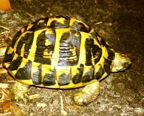 testudo hermanni hermanni