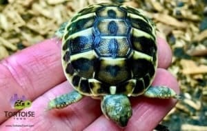 Western Hermann's tortoise