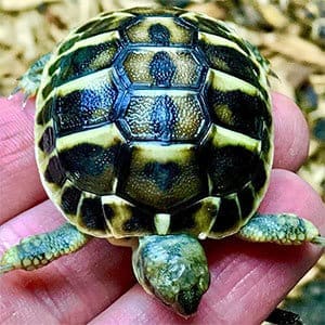 western Hermann's tortoise