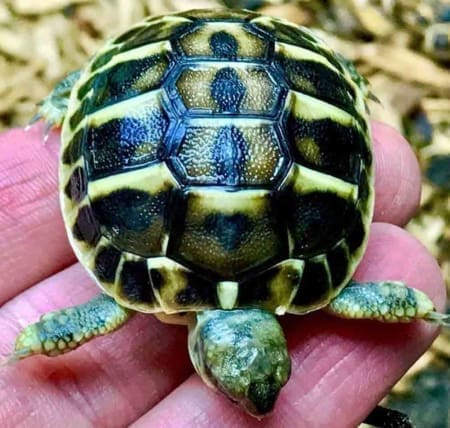 Western Hermann's tortoise