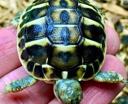 Western Hermann's tortoise