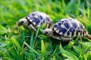 where to buy burmese star tortoise