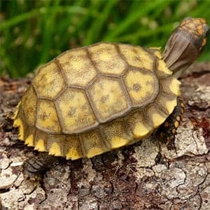 yellow foot tortoise