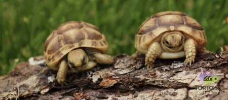 Golden Greek tortoise for sale