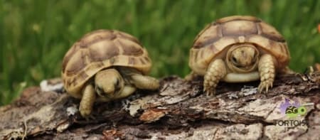 golden greek tortoise for sale