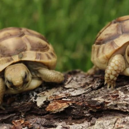 Golden greek sales tortoise for sale