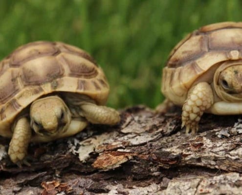 golden greek tortoise for sale