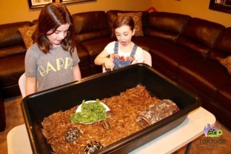 Pet Tortoise Habitat