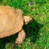 Golden Greek tortoise for sale