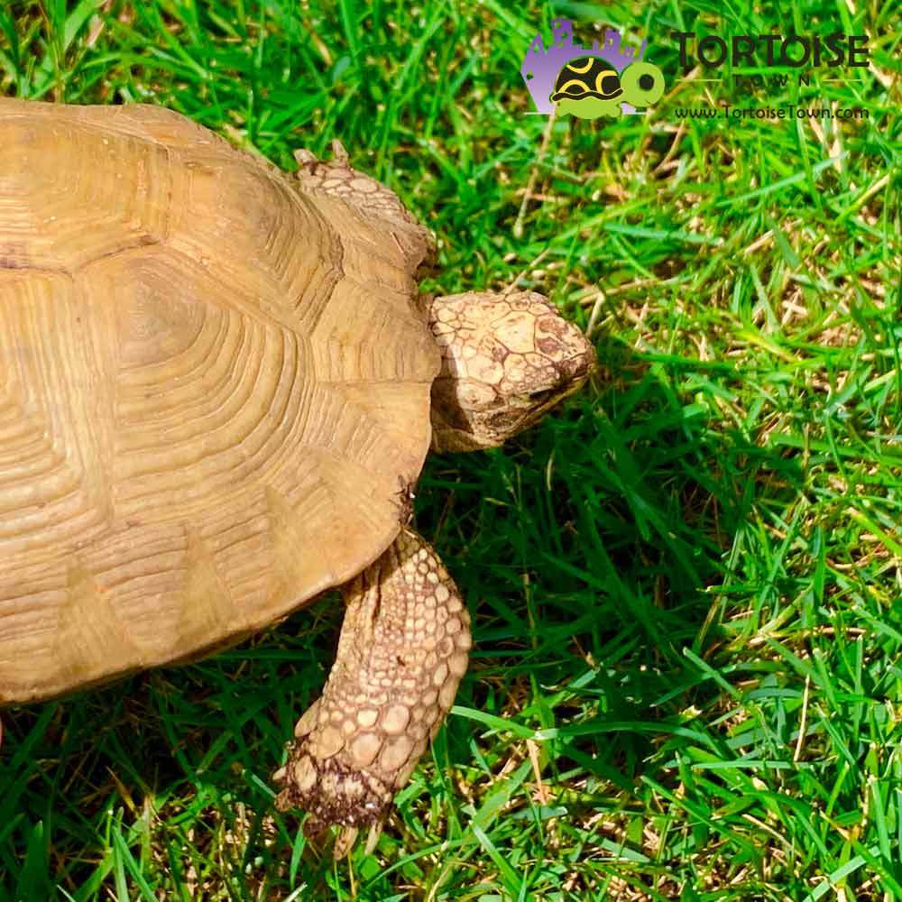 greek tortoise full grown