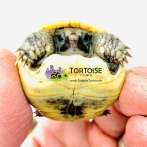 Ibera Greek tortoise for sale