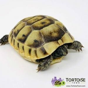 Ibera Greek tortoises for sale