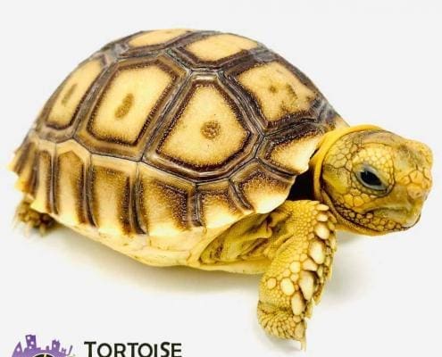 African tortoise for sale
