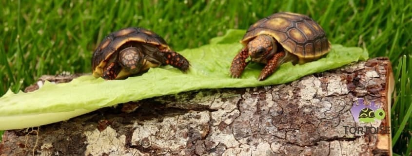 cherry head red foot tortoise for sale