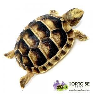 baby Marginated tortoise