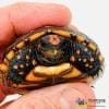 baby cherry head tortoise for sale