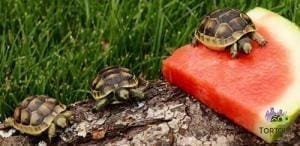 Greek tortoise habitat