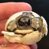 baby greek tortoise