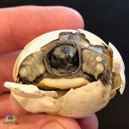 baby greek tortoise
