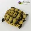 baby Greek tortoise