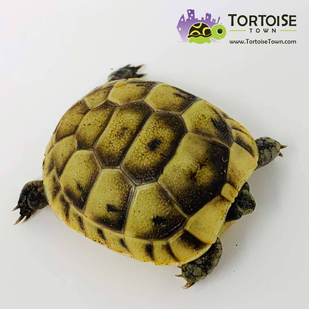 greek tortoise breeds