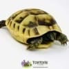 baby greek tortoise for sale