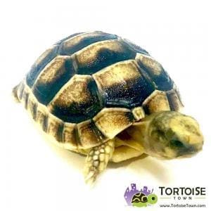 baby marginated tortoises for sale