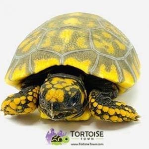 baby tortoise for sale cheap