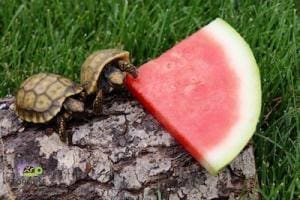 baby yellow foot tortoise