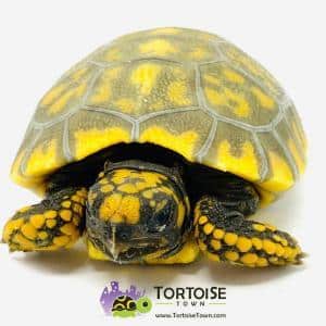 baby yellow footed tortoise