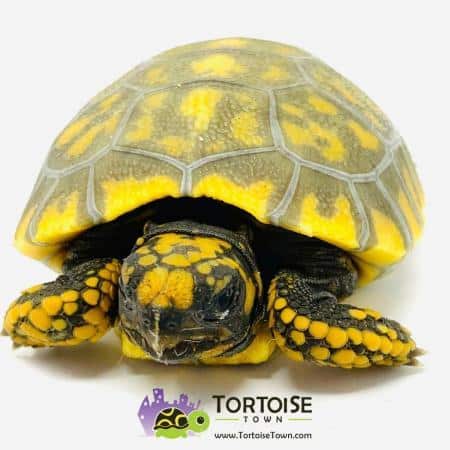 Yellow footed tortoise