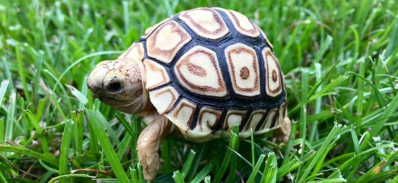 Leopard Tortoise Diet Leopard Tortoise Care Leopard Tortoise Food