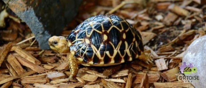 burmese star tortoise sale