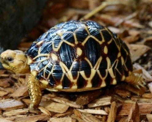 Burmese star tortoises