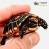 cherry head red foot tortoise