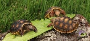 cherry head red foot tortoise