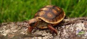 cherry head red foot tortoise for sale