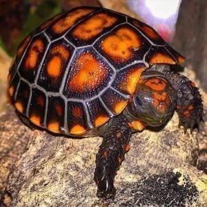 cherry head red footed tortoise